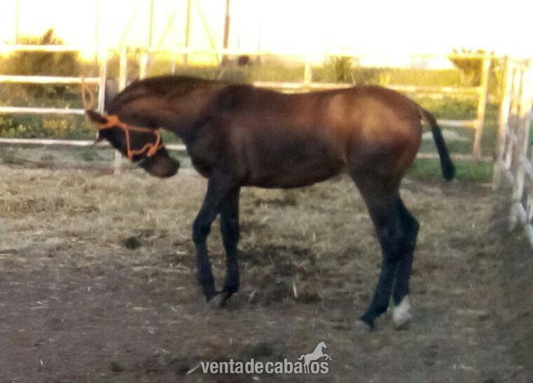Potros Pura Raza Española - venta de potro pre