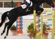 Busco caballo/yegua de salto