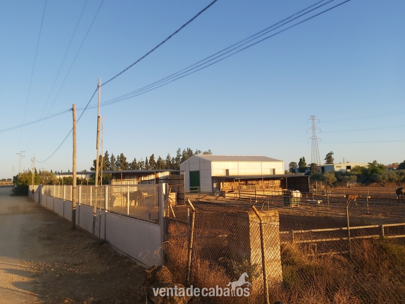 finca para caballos in sevilla