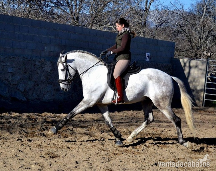 Lote tres caballos portugueses in 