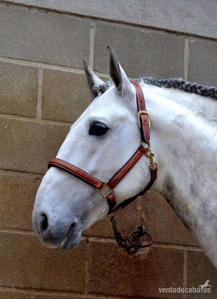 Lote tres caballos portugueses - Caballos Enteros in 
