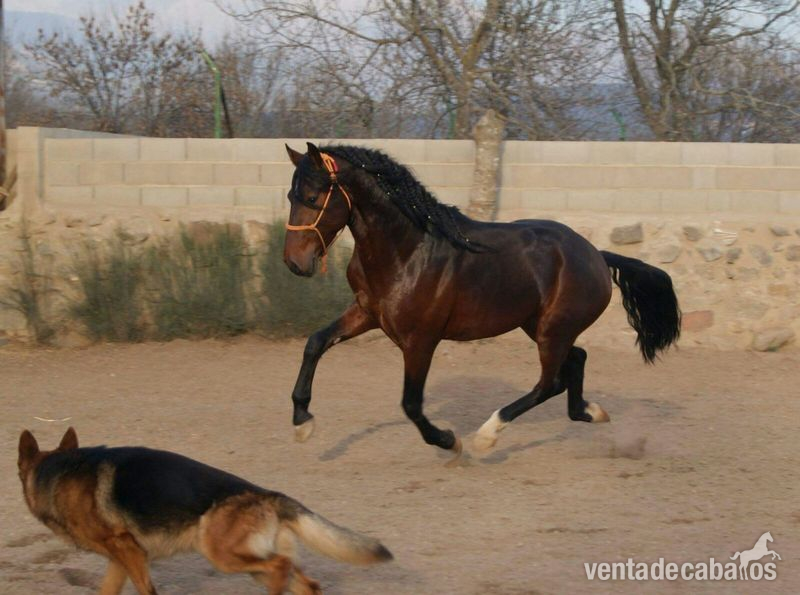 Lote tres caballos portugueses - Caballos Enteros