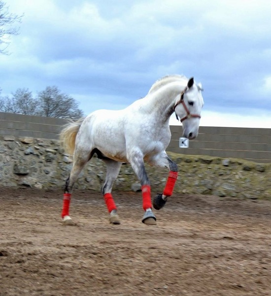 Lusitano