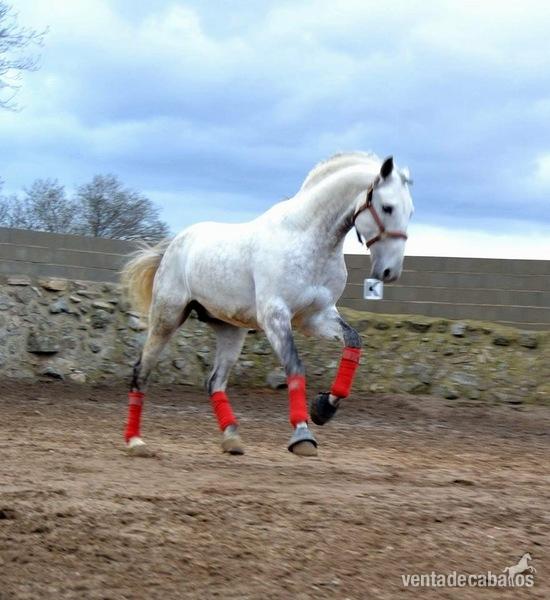 Lusitano
