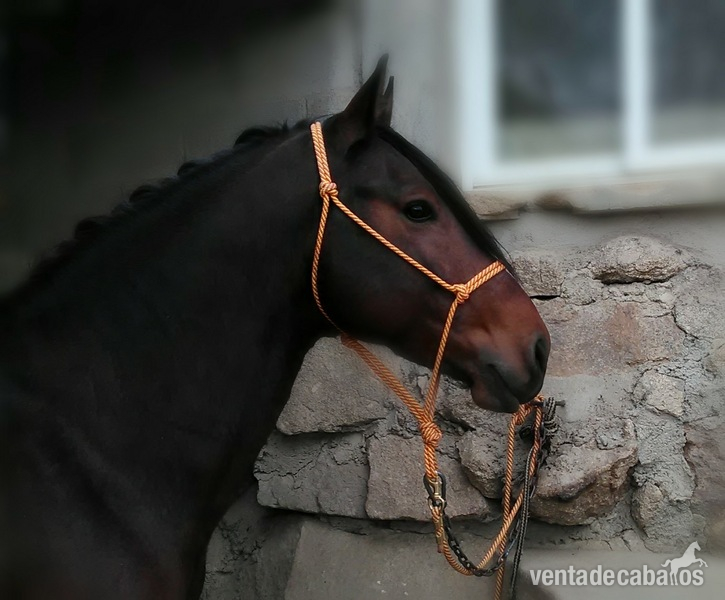 Lusitano {TYPE}