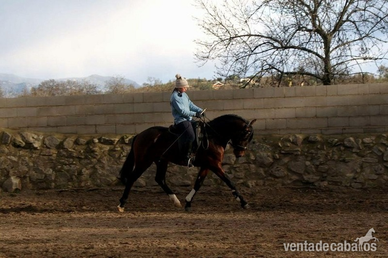 Caballos Enteros Lusitano - Lote tres caballos portugueses