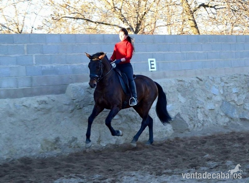 Lote tres caballos portugueses - Caballos Enteros Lusitano