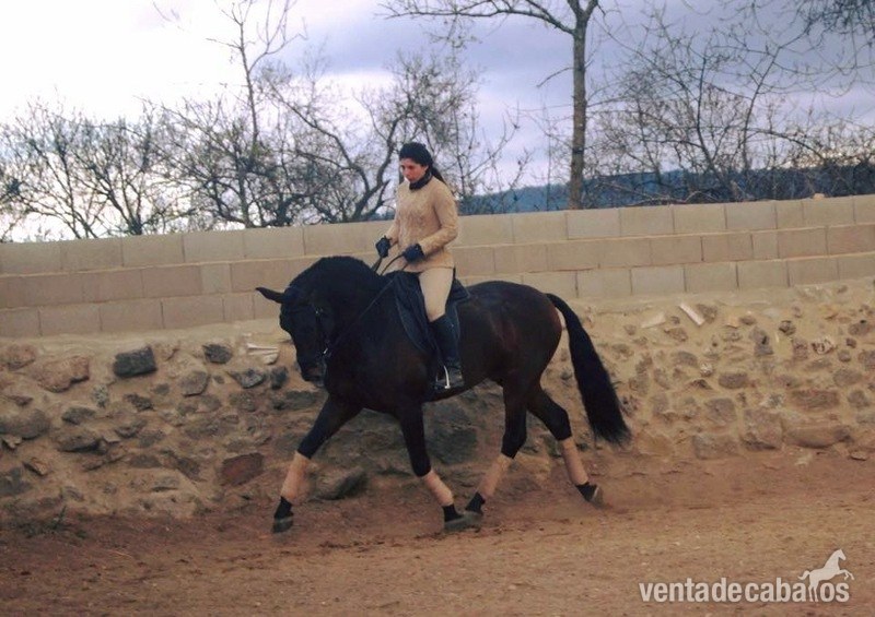 Lote tres caballos portugueses - Lusitano