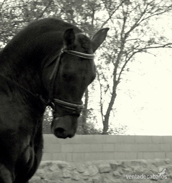 Lote tres caballos portugueses - Caballos Enteros
