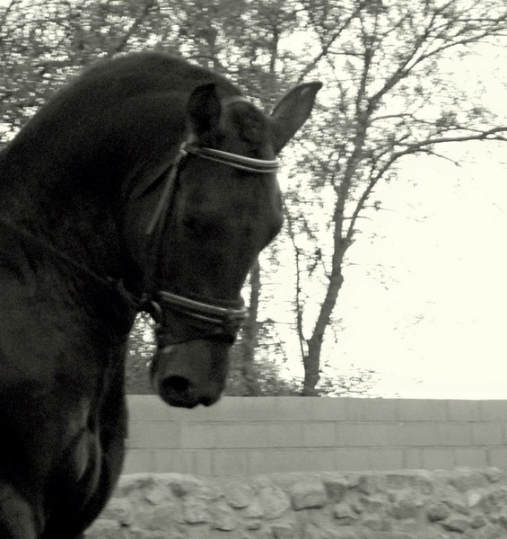 Lote tres caballos portugueses - Caballos Enteros