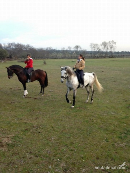 Lote tres caballos portugueses