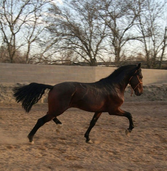  Lote tres caballos portugueses