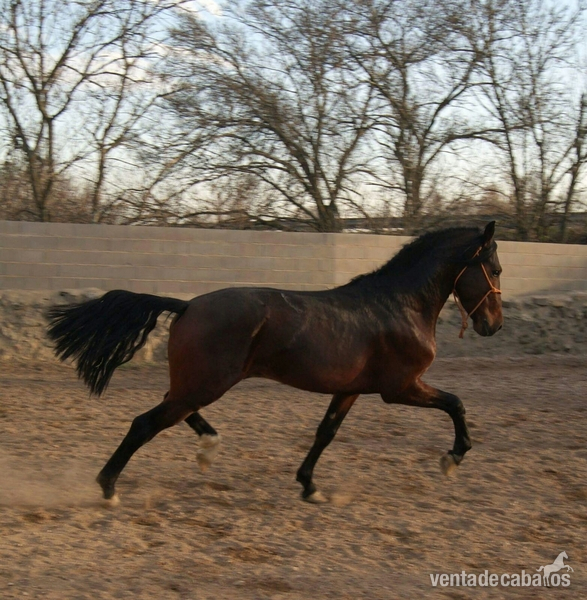  Lote tres caballos portugueses