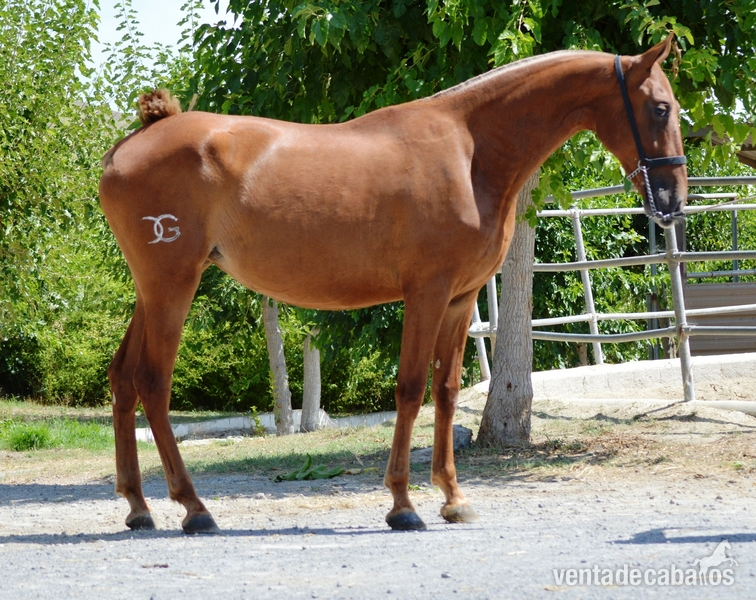 Potra Alazana de 3 años preñada de palomino in 