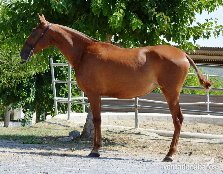 Caballos Pura Raza Española (P.R.E.) Pura Raza Española - Potra Alazana de 3 años preñada de palomino