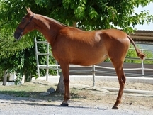 Potra Alazana de 3 años preñada de palomino
