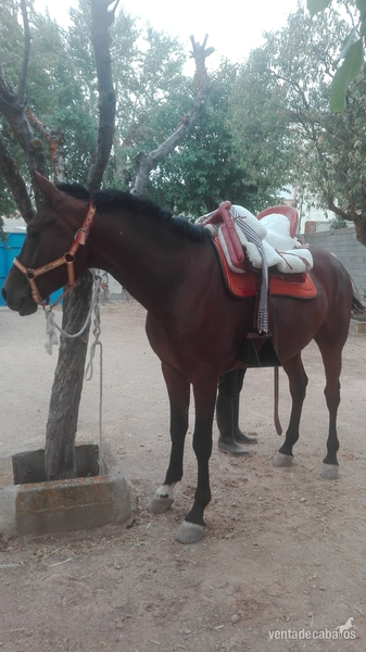 Se vende caballo in 