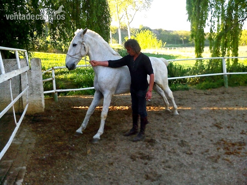 VENTA CABALLO TORDO PORTUGUES in 