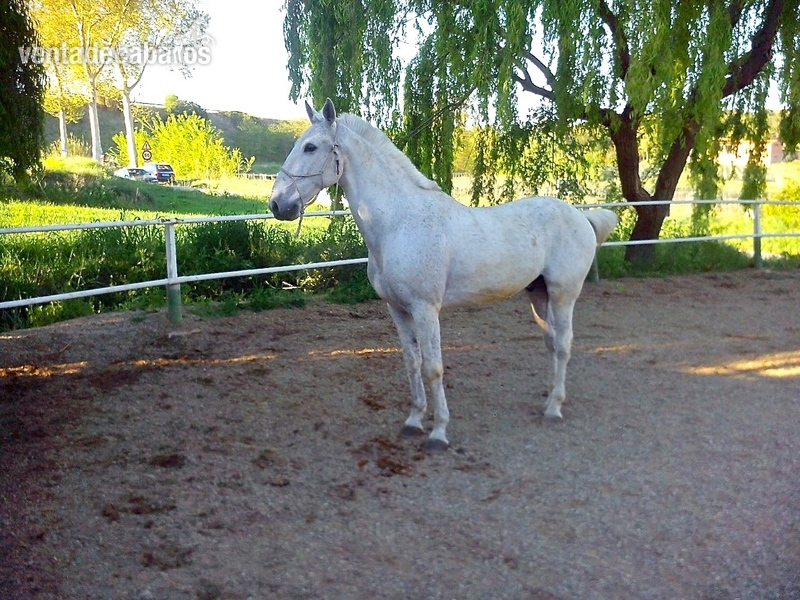 Lusitano