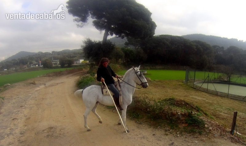 Lusitano {TYPE}