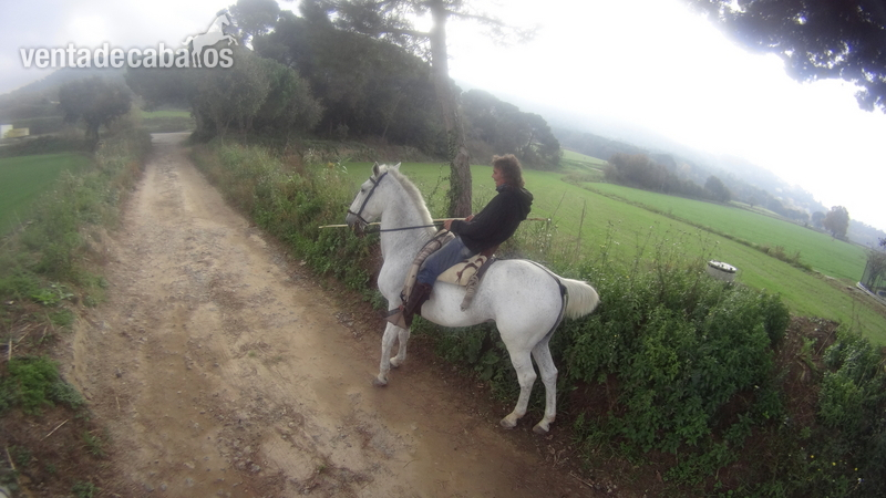 Caballos Capados Lusitano - VENTA CABALLO TORDO PORTUGUES