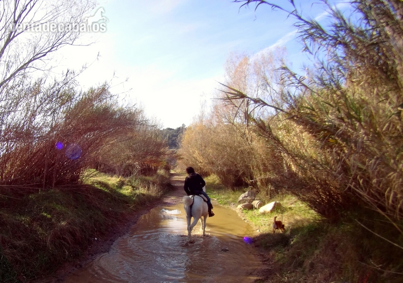 VENTA CABALLO TORDO PORTUGUES - Caballos Capados Lusitano