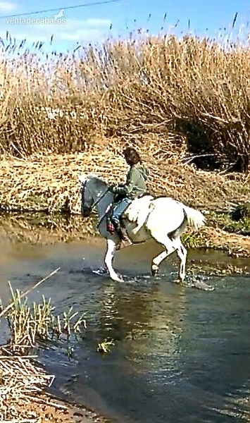 VENTA CABALLO TORDO PORTUGUES - Lusitano