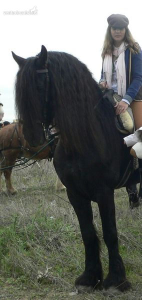 Caballos Enteros Frisón - vendo precioso frison