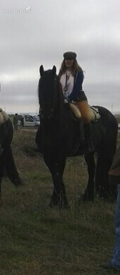 vendo precioso frison - Caballos Enteros Frisón