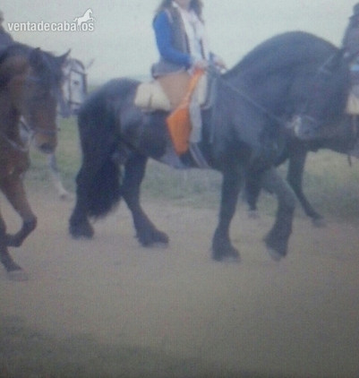 vendo precioso frison in 