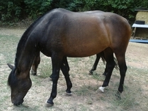 caballos pura raza española