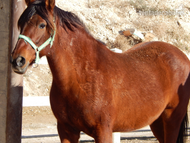 venta de yegua pre in 