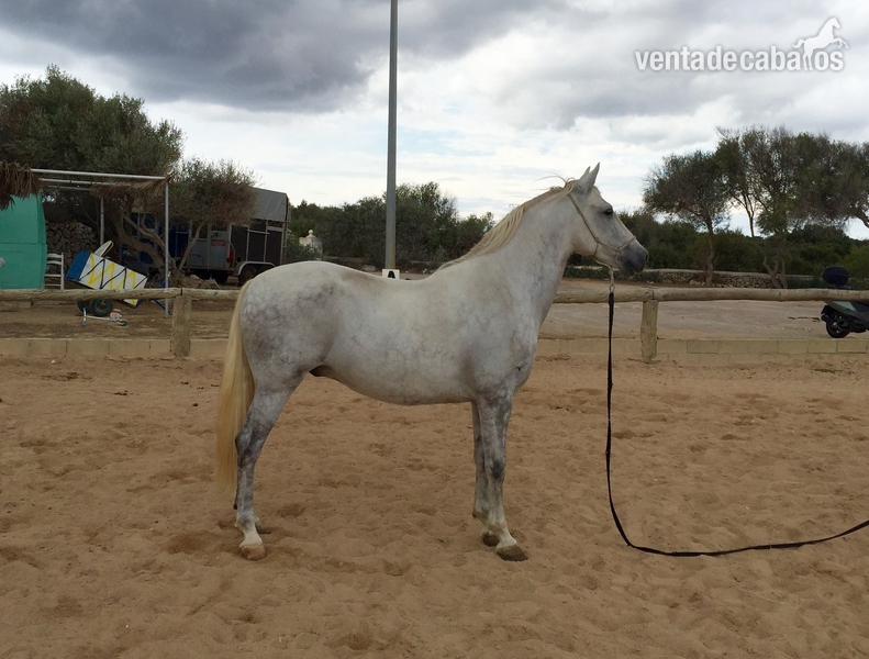 Caballo PRE 2011 capado in 