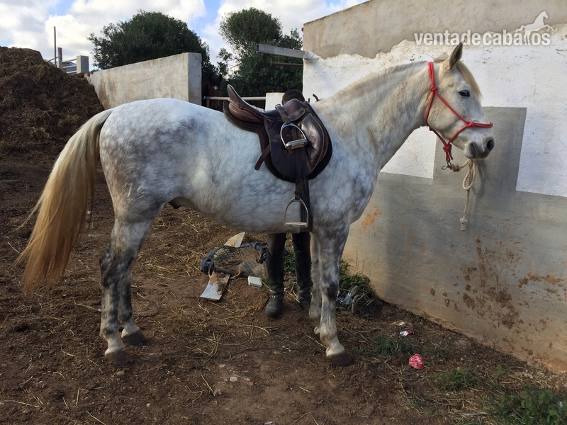 Caballos Pura Raza Española (P.R.E.) Pura Raza Española - Caballo PRE 2011 capado