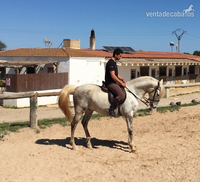 Caballo PRE 2011 capado - Caballos Pura Raza Española (P.R.E.)