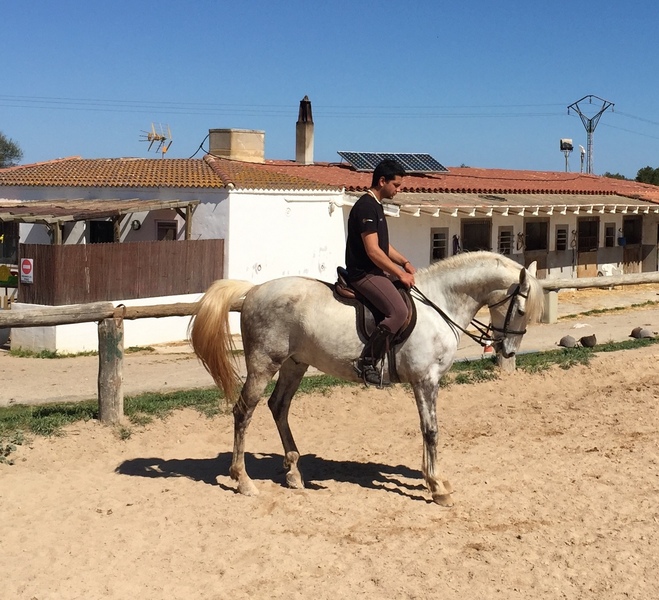 Caballo PRE 2011 capado - Caballos Pura Raza Española (P.R.E.)