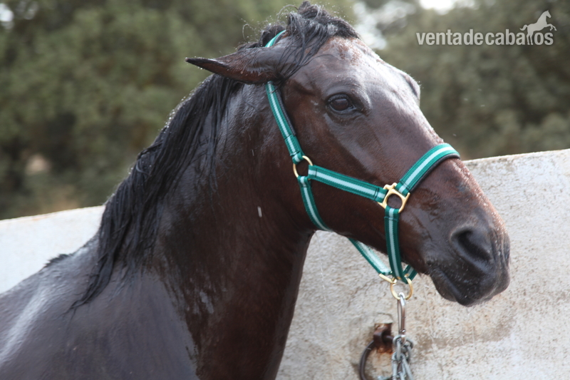 Hispano-Arabe