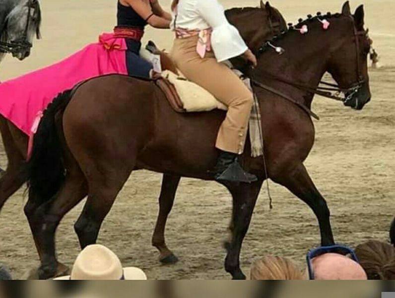 Hispano-Arabe {TYPE}