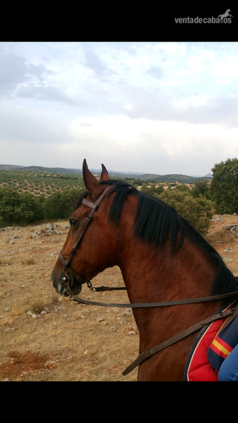YEGUA ESPAÑOLA EN VENTA - Hispano-Arabe