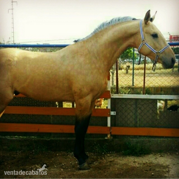 Venta de caballo lusitano in 