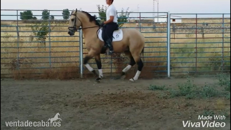 Lusitano