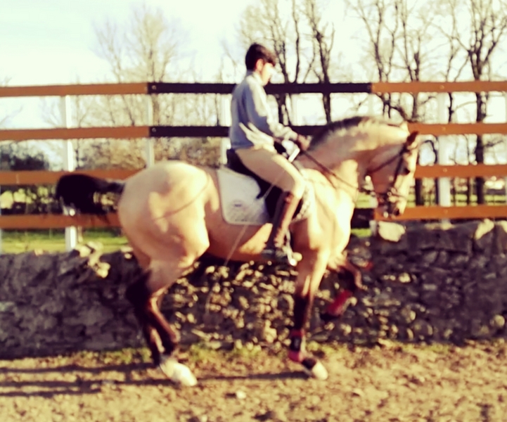 Lusitano {TYPE}