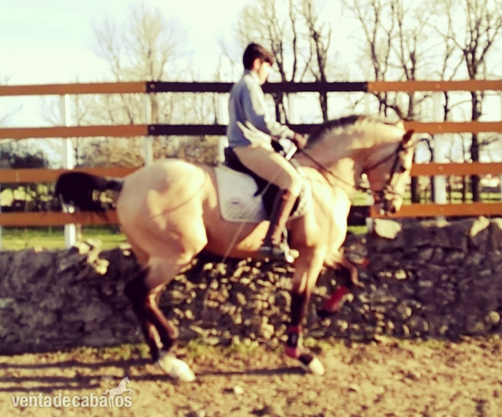 Lusitano {TYPE}