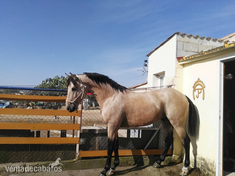 Caballos Enteros Lusitano - Venta de caballo lusitano