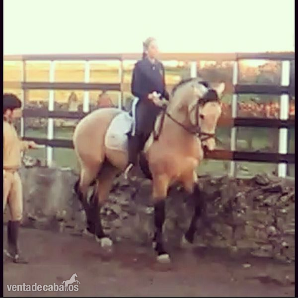Venta de caballo lusitano - Caballos Enteros Lusitano
