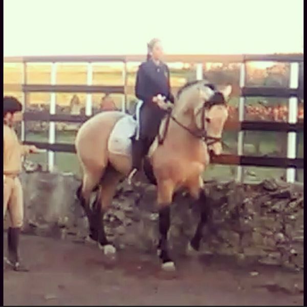 Venta de caballo lusitano - Caballos Enteros Lusitano