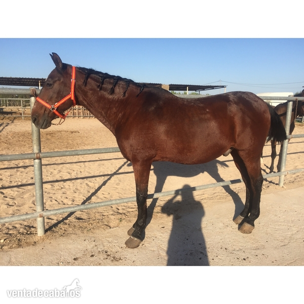 Se vende caballo manso in 