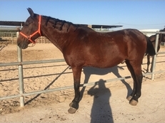 Se vende caballo manso