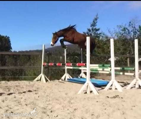 CDE (COPITOL C X CONTENDER X CALYPSO II) in 