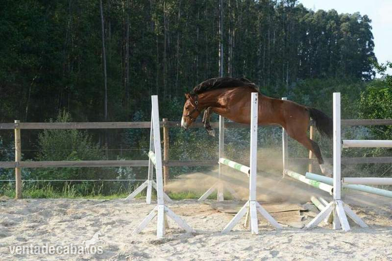 Caballo de Deporte Español (CDE)